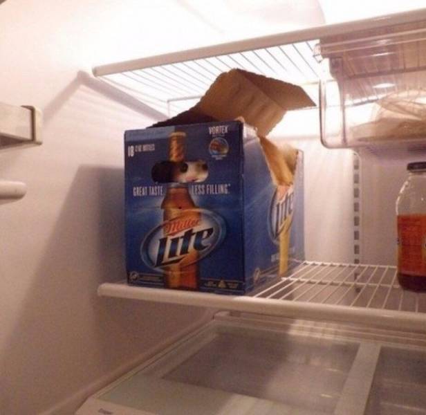 daily picdump weekend edition 54 pics 24.html - 54 HD Photos | Premium Gallery 2017