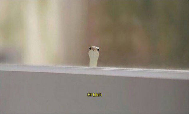 daily picdump weekend edition 54 pics 24.html - 54 HD Photos | Premium Gallery 2017