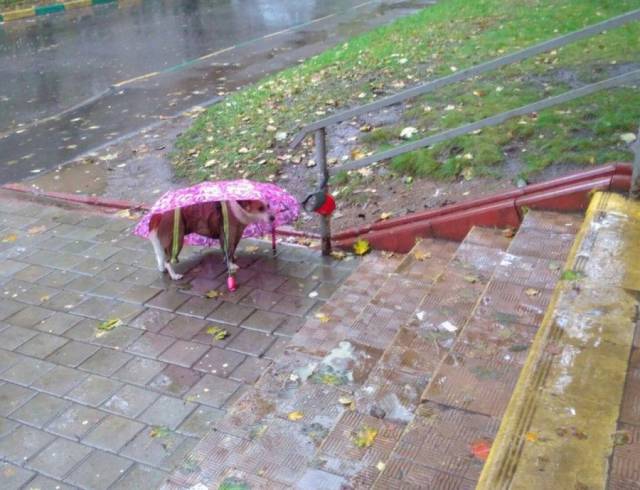 Daily Picdump