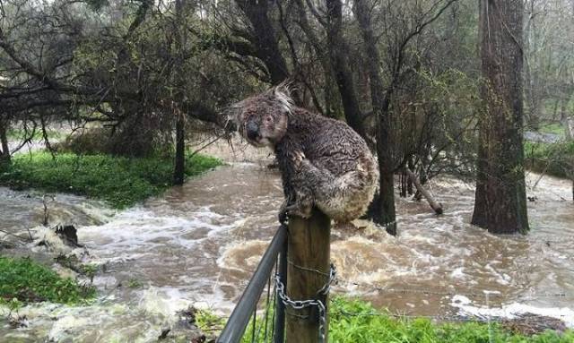 Australia: Yes Or No? Hard Decision!