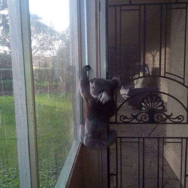 Australia: Yes Or No? Hard Decision!