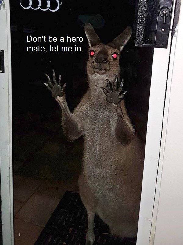 Australia: Yes Or No? Hard Decision!