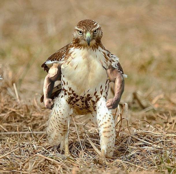 daily picdump 95 pics 2.html - 95 HD Photos | Premium Gallery 2017