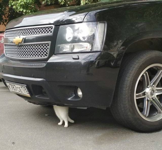 daily picdump 92 pics 27.html - 92 HD Photos | Premium Gallery 2017