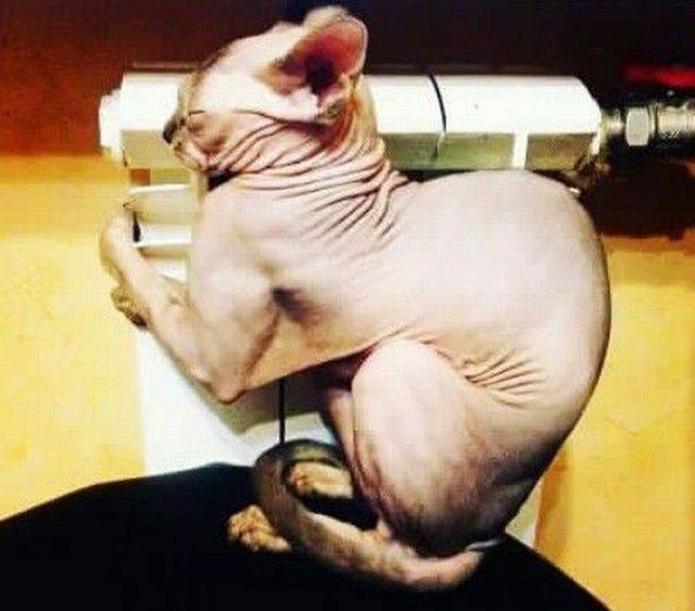 daily picdump 92 pics 27.html - 92 HD Photos | Premium Gallery 2017