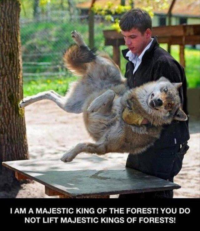 daily picdump 92 pics 27.html - 92 HD Photos | Premium Gallery 2017