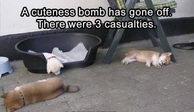 daily picdump weekend edition 68 pics 4.html - 68 HD Photos | Premium Gallery 2017