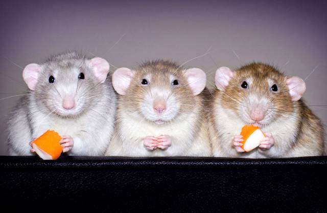 daily picdump weekend edition 68 pics 4.html - 68 HD Photos | Premium Gallery 2017