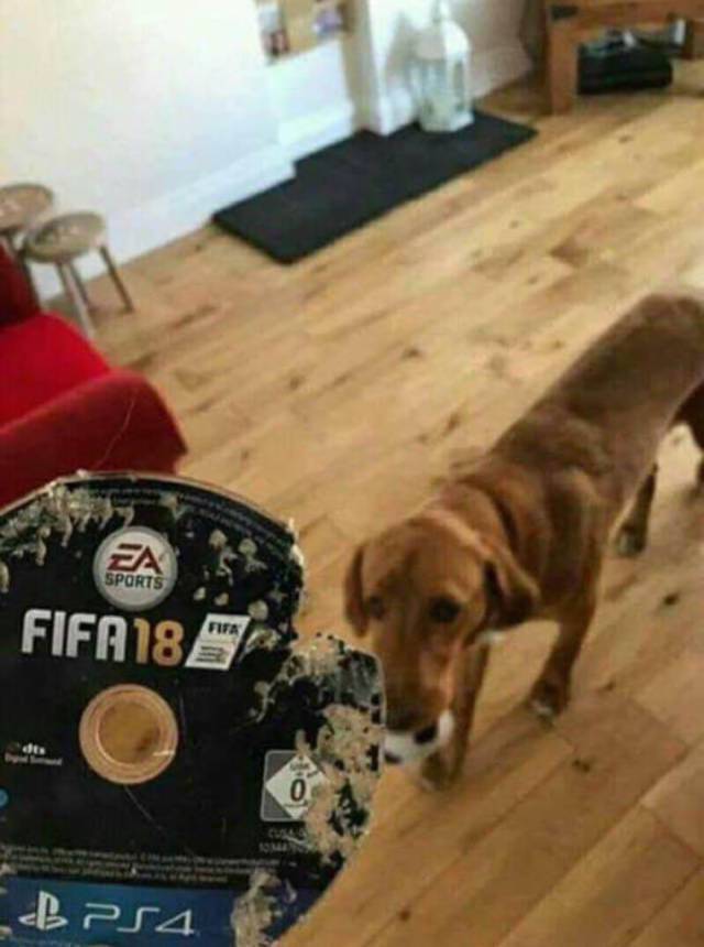 daily picdump weekend edition 68 pics 4.html - 68 HD Photos | Premium Gallery 2017