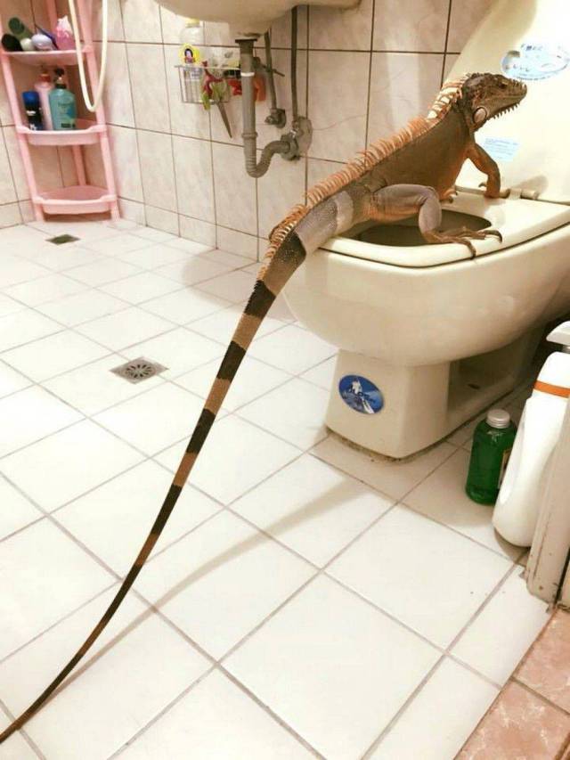 daily picdump 106 pics 41.html - 106 HD Photos | Premium Gallery 2017