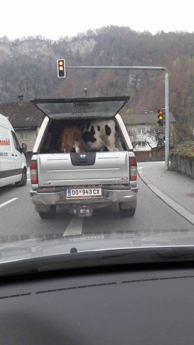 daily picdump 96 pics 32.html - 96 HD Photos | Premium Gallery 2017