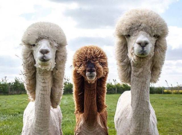 daily picdump 93 pics 38.html - 93 HD Photos | Premium Gallery 2017