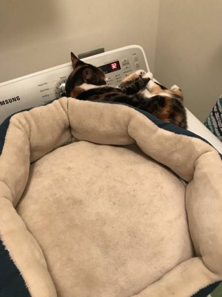 Anarchy Is Reigning In The First World