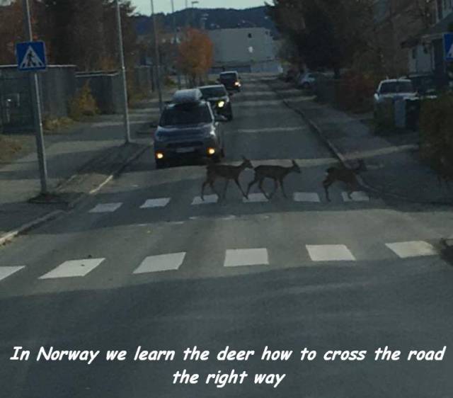 Daily Picdump [WEEKEND EDITION]