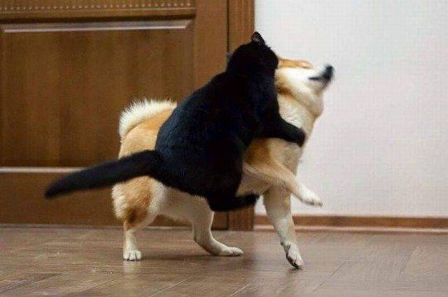 daily picdump weekend edition 66 pics 14.html - 66 HD Photos | Premium Gallery 2017