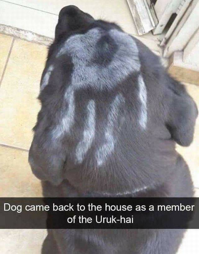 daily picdump weekend edition 66 pics 14.html - 66 HD Photos | Premium Gallery 2017