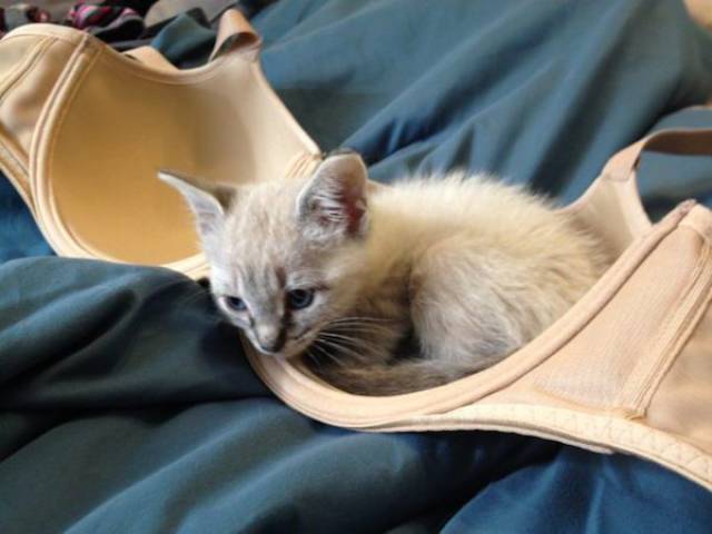 Big Boobs Can Cause Big Problems