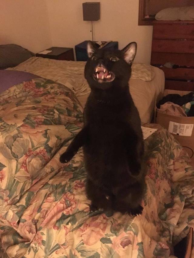 daily picdump 95 pics 3.html - 95 HD Photos | Premium Gallery 2017