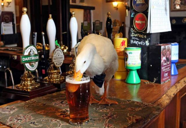 daily picdump 104 pics 4.html - 104 HD Photos | Premium Gallery 2017