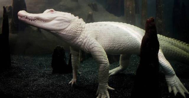 daily picdump 104 pics 4.html - 104 HD Photos | Premium Gallery 2017