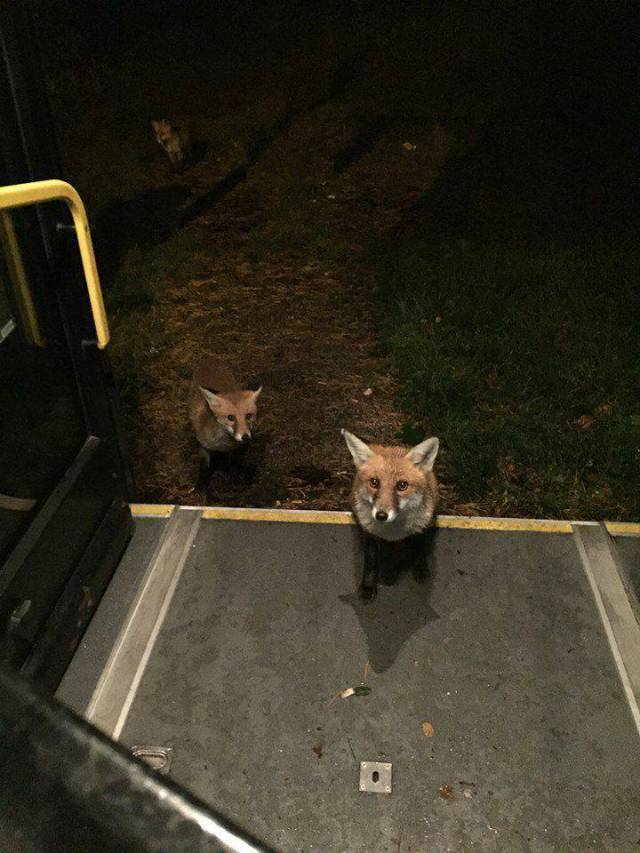 daily picdump 104 pics 4.html - 104 HD Photos | Premium Gallery 2017