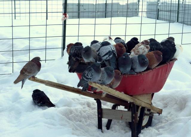 daily picdump 96 pics 41.html - 96 HD Photos | Premium Gallery 2017