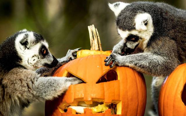 daily picdump weekend edition 73 pics 27.html - 73 HD Photos | Premium Gallery 2017