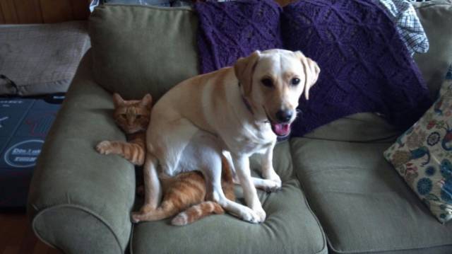 Cats And Dogs Together Are An Explosive Mix