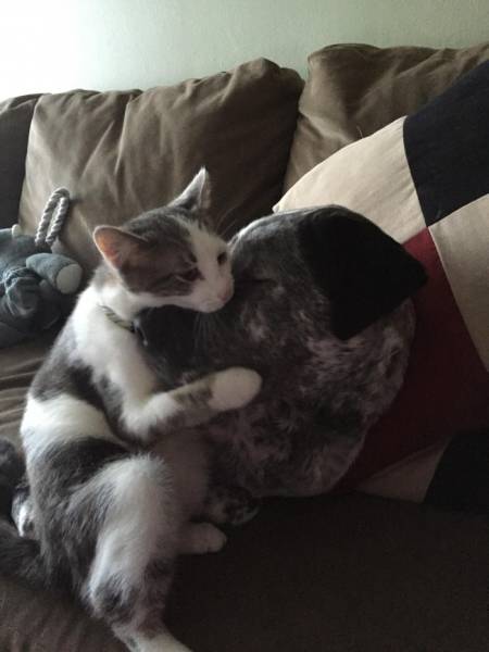 Cats And Dogs Together Are An Explosive Mix