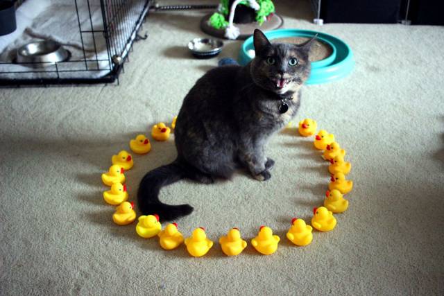 daily picdump 96 pics 14.html - 96 HD Photos | Premium Gallery 2017