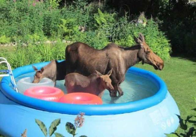 daily picdump 97 pics 9.html - 97 HD Photos | Premium Gallery 2017