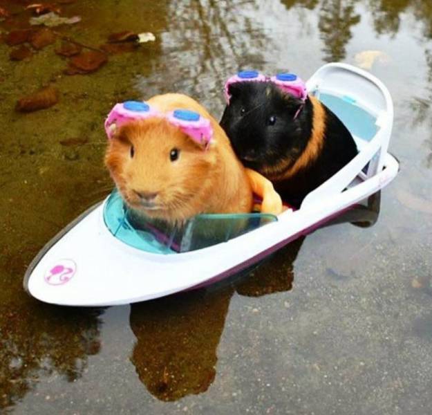 daily picdump 97 pics 9.html - 97 HD Photos | Premium Gallery 2017