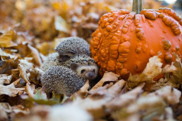 daily picdump 90 pics 40.html - 90 HD Photos | Premium Gallery 2017