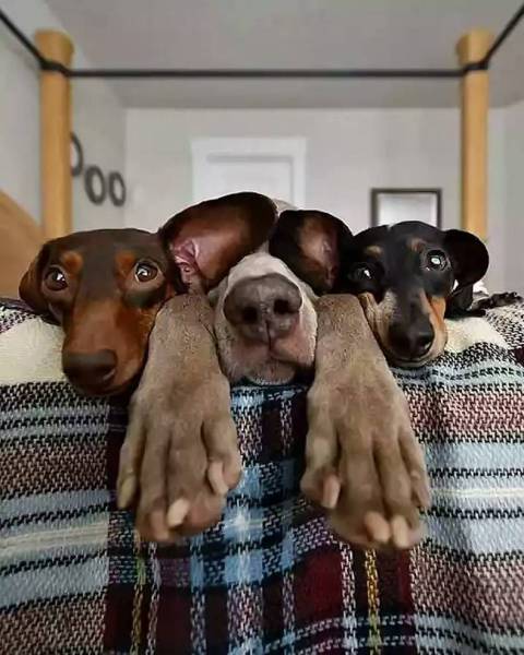 daily picdump 80 pics 2.html - 80 HD Photos | Premium Gallery 2017