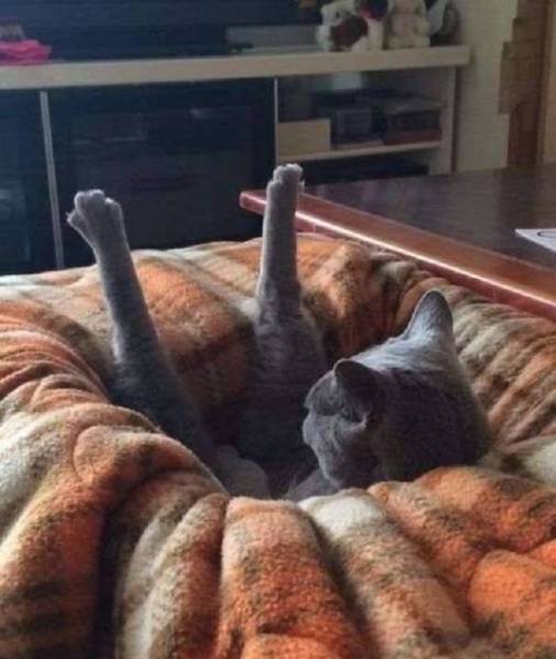 Comfort Is What We All Need