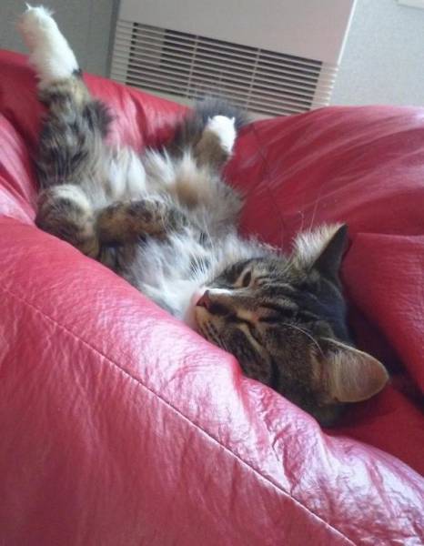 Comfort Is What We All Need