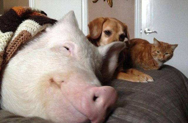 daily picdump 104 pics 9.html - 104 HD Photos | Premium Gallery 2017