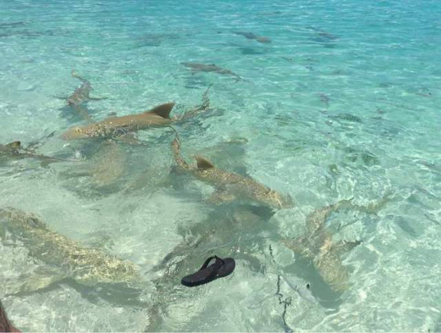 daily picdump 97 pics 9.html - 97 HD Photos | Premium Gallery 2017