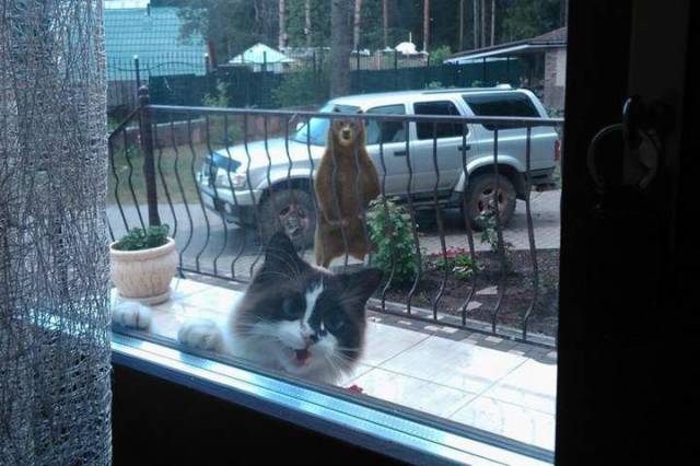 daily picdump 97 pics 9.html - 97 HD Photos | Premium Gallery 2017