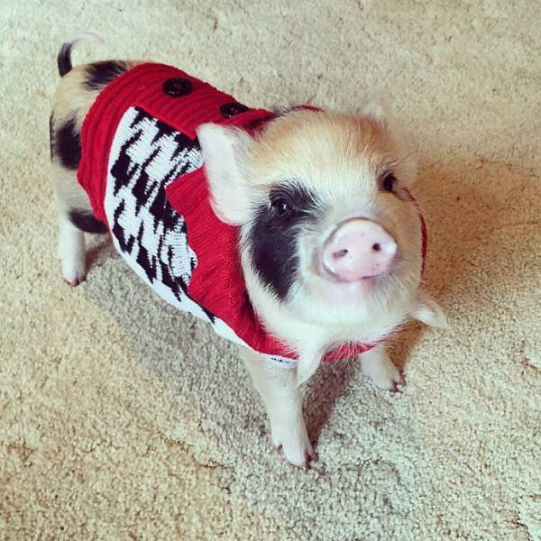 daily picdump weekend edition 65 pics 25.html - 65 HD Photos | Premium Gallery 2017