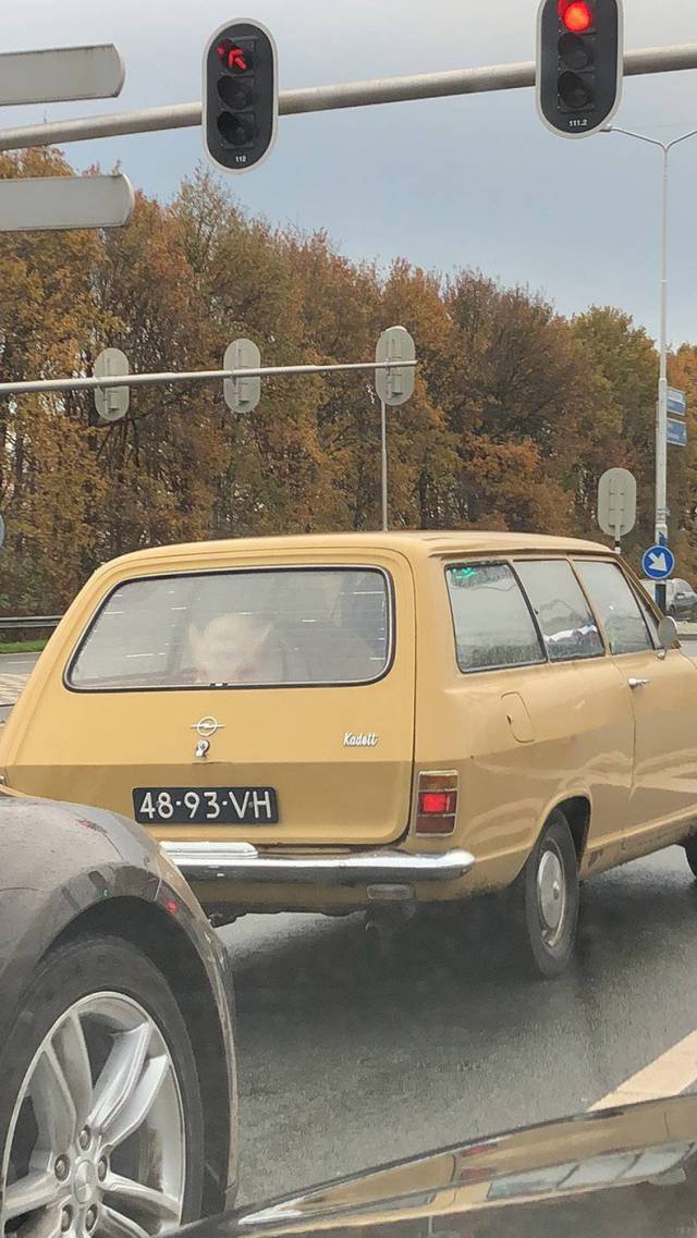 daily picdump weekend edition 65 pics 25.html - 65 HD Photos | Premium Gallery 2017