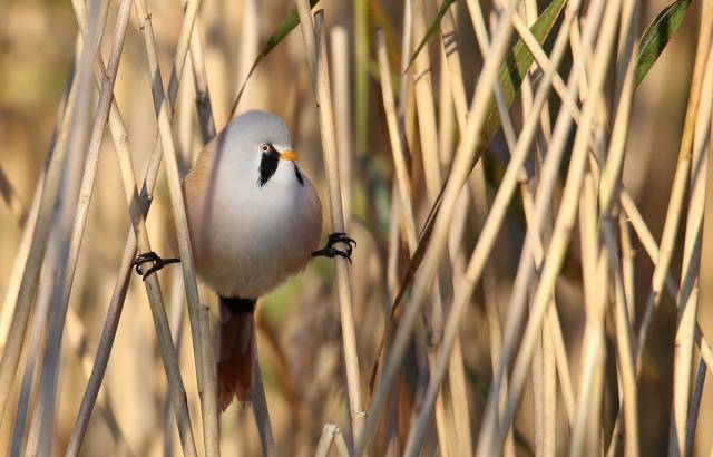 daily picdump 97 pics 29.html - 97 HD Photos | Premium Gallery 2017