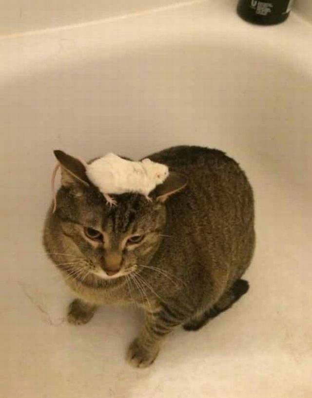 daily picdump 92 pics 2.html - 92 HD Photos | Premium Gallery 2017