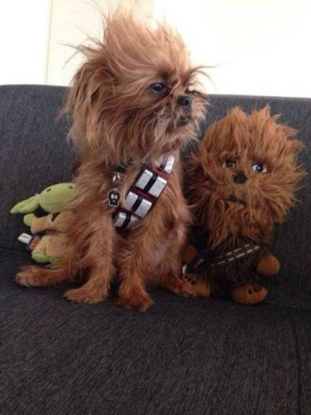 daily picdump weekend edition 50 pics 9.html - 50 HD Photos | Premium Gallery 2017