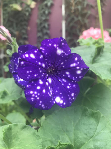 daily picdump weekend edition 50 pics 9.html - 50 HD Photos | Premium Gallery 2017