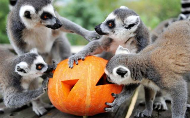 daily picdump 106 pics 33.html - 106 HD Photos | Premium Gallery 2017