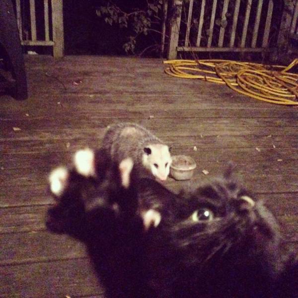 daily picdump 97 pics 41.html - 97 HD Photos | Premium Gallery 2017