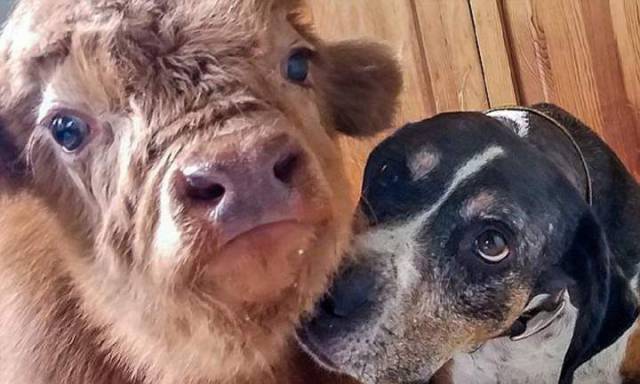 daily picdump 97 pics 41.html - 97 HD Photos | Premium Gallery 2017