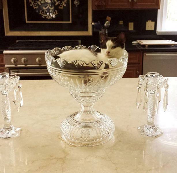 daily picdump 97 pics 41.html - 97 HD Photos | Premium Gallery 2017