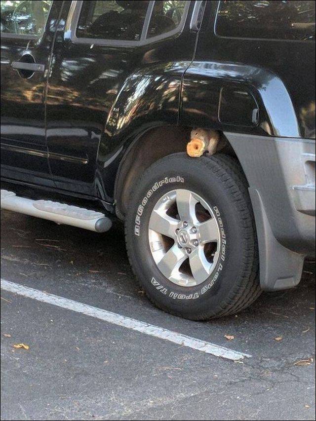 daily picdump 95 pics 24.html - 95 HD Photos | Premium Gallery 2017